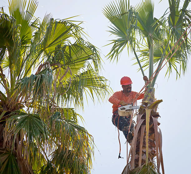 Best Fruit Tree Pruning  in USA